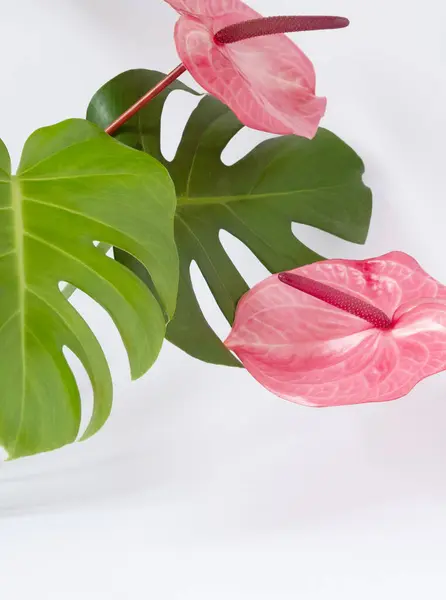 Green leaves of Swiss Cheese plant and pink anthuriums. Blur and selective focus. Beautiful tropical background blank for advertising cosmetics. Copy space
