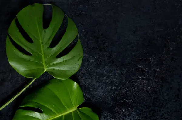 Green leaves of Swiss Cheese plant monstera on a black background. Beautiful tropic template for advertising cosmetics. Flat lay, top view
