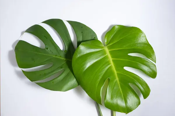 Green leaves of Swiss Cheese plant monstera on a white background. Beautiful tropic template