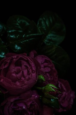 Huysuz çiçekler. Siyah arka planda güller koyu kırmızı. Bulanık ve seçici odaklanma. Gösterişsiz fotoğraf. Ekstrem Çiçek Yakın plan