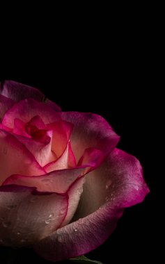 Siyah bir arka planda lüks koyu bir bordo yükseldi. Gösterişsiz fotoğraf. Ekstrem Çiçek Yakın plan. Yumuşak odak