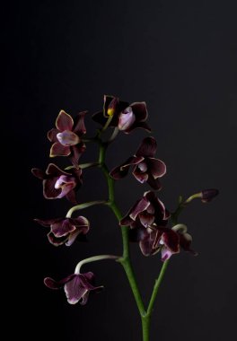 Siyah arkaplanda koyu kırmızı bir orkide, çiçeğin narin ve egzotik güzelliğini dramatik, minimalist bir şekilde sergiliyor. Aşırı çiçek yakın plan.