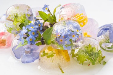 Buzda çiçekler. Buz küplerini beyaz arka planda donmuş çiçeklerle kapat. Küçük unutma benekleri, leylak ve sarı çiçekler. Bulanık ve seçici odaklanma. Çiçek aranjmanı Makro