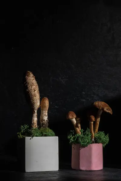 stock image Concrete podiums and mushrooms on a black background. Still life. woodland decor and natural style