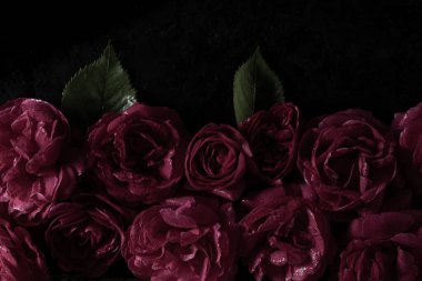 Siyah zemin üzerinde yeşil yapraklar olan koyu kırmızı güller zarif ve romantik tasarımlar için mükemmel bir düzenleme. Üst Manzara. Sevgililer Günü için güzel bir arka plan. 