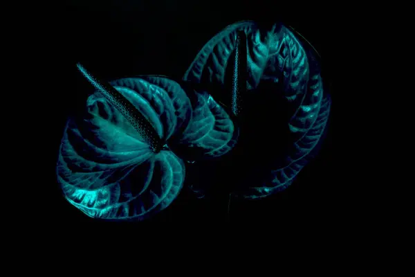 stock image Mysterious close-up of two dark Anthuriums flowers with a striking blue hue against a black background, highlighting their unique texture and intricate details. Blur and selective focus. moody flora