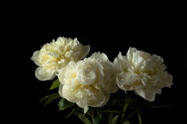 Siyah arka planda bulunan zarif beyaz şakayık demeti, narin taç yaprakları ve gür yeşil yaprakları vurguluyor. Düşük tuşlu fotoğraf 