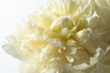 Beyaz arka planda çiçek açmış krem rengi şakayığın ayrıntılı makrosu. Narin taç yapraklarını ve yumuşak doğal ışıkta karmaşık dokularını sergiliyor..