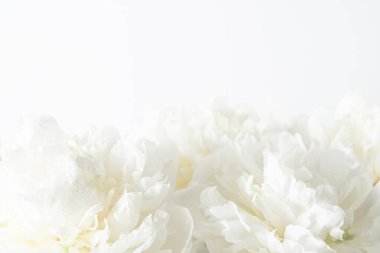 Çiy damlaları, yumuşak yapraklar ve narin su damlacıkları olan taze beyaz şakayıklara yakın çekim serin ve saf bir çiçek kompozisyonu oluşturur. Reklam amaçlı kozmetik ürünler için güzel narin bir arka plan