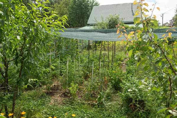Sarmaşıklarla desteklenen ve sürdürülebilir tarım uygulamalarını vurgulayarak gölge ağlarıyla korunan çeşitli bitkilerin yer aldığı yemyeşil sebze bahçesi.