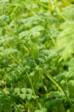 Bir bitkinin üzerinde büyüyen yeşil nohut kabuklarının makro görüntüsü. Yeşillik yapraklar ve sağlıklı kapsüller odaklanmış durumda. Bu da bitkinin doğal ortamdaki canlı büyümesini gösteriyor..