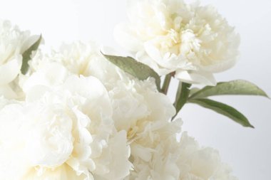 Çiy damlalarıyla süslenmiş taze beyaz şakayıklar. Yumuşak yapraklar ve narin su damlacıkları dingin ve saf bir çiçek bileşimi oluşturur. Bulanık arkaplan. 