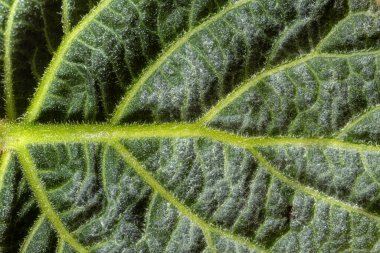 Yeşil yaprağın makro fotoğrafı. Doku doğal arkaplan.