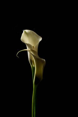 Siyah arka planda iki zarif beyaz anthurium çiçeği. Yumuşak ışıklandırma onun hassas kıvrımlarını ve pürüzsüz dokusunu vurgular, sakin ve sofistike bir görüntü yaratır..