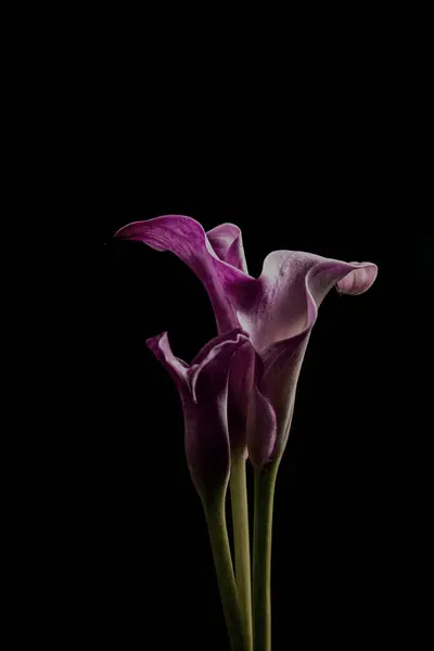 stock image close-up photograph of three purple calla lilies elegantly arranged against a black background. The soft lighting highlights the delicate petals and graceful curves of the flowers.