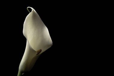 Nilüfer çiçeğinin minimalist yakın çekimi koyu siyah bir arkaplana çarpıcı bir şekilde tutuştu. Çiçeğin zarif kıvrımları ve zengin renkleri çarpıcı bir karşıtlık yaratır