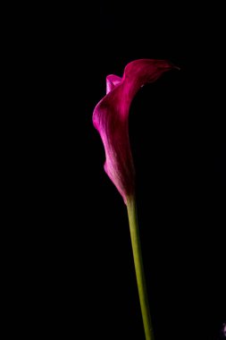 Canlı pembe bir zambak, koyu siyah bir arkaplana çarpıcı bir şekilde aydınlatılıyor. Düşük tuşlu fotoğraf