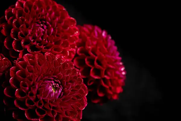 Stock image Close-up of vibrant red dahlias flowers against a black background. flowers are richly textured with water droplets, highlighting their natural beauty in a dramatic contrast. Low key photo 