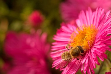 Sarı merkezli canlı pembe bir paskalya çiçeğinden nektar toplayan bir bal arısının yakın plan fotoğrafı. Bulanık arka plan, doğanın güzelliğini vurgulayarak arı ve çiçeğe odaklanmayı arttırır..