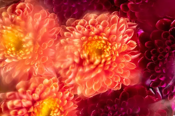 stock image Close-up of distorted orange dahlias flowers in Soft Focus. aesthetic photo and distressed texture