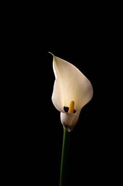 Beyaz zambağın minimalist yakın çekimi, koyu siyah bir arkaplana çarpıcı bir şekilde aydınlatılıyor.. 