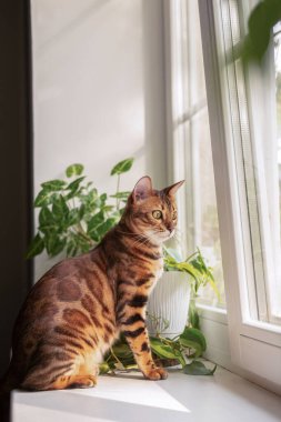 Parlak işaretli güzel bir Bengal kedisi pencere eşiğinde oturur ve pencereden dışarı bakar. Bulanık ve seçici odaklanma 