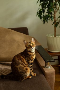 Fonda saksı bitkisi olan kahverengi bir kanepede dikkatle oturan çarpıcı bir palto desenli Bengal kedisi. Kedi zarafetini vurgulayan samimi bir sahne..