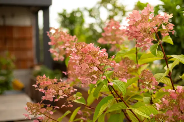 stock image Pink hydrangea flowers in full bloom, adding a vibrant touch to a lush garden setting on a sunny day, with a soft-focus background. blur and selective focus