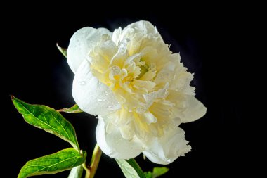 Krem rengi Peony siyah arka planda, hassas yaprakları vurguluyor. Düşük tuşlu fotoğraf 