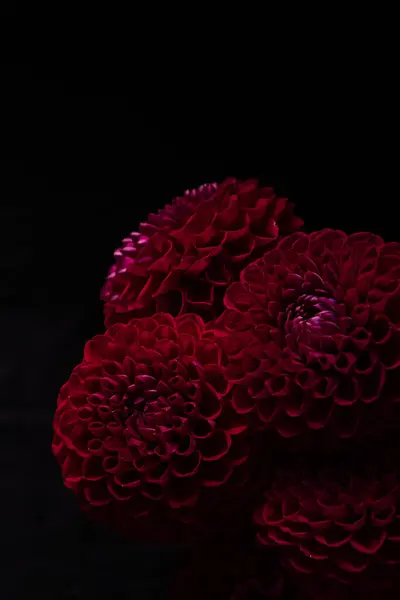 Stock image Close-up of vibrant red dahlias flowers against a black background. flowers are richly textured with water droplets, highlighting their natural beauty in a dramatic contrast. Low key photo 