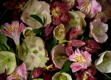 Siyah arka planda hellebore, fritillaria ve alstroemeria çiçekleri barındıran yaratıcı çiçek düzeni. Üst manzara, düz yatış. Huysuz bitki.
