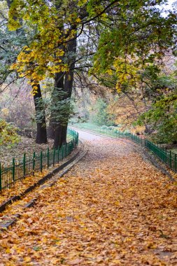 Yeşil ve sarı yapraklı ağaçlarla çevrili, altın sonbahar yapraklarıyla kaplı huzurlu bir park yolu sakin bir düşüş sahnesi yaratıyor.. 