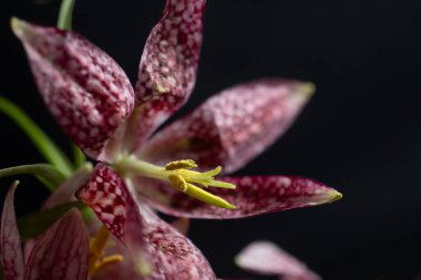 Siyah arka planda fritillaria meleagris çiçeklerinin makro fotoğrafı. Bulanık ve seçici odaklanma. Ekstrem Çiçek Yakın plan. Çiçek motifleri. Düşük tuşlu fotoğraf