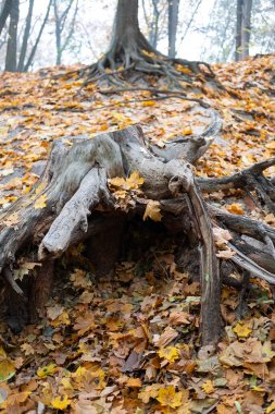 Korunmasız ağaç kökleri sonbahar yapraklarıyla kaplı bir orman zeminine uzanıyor. Sahne doğanın saf güzelliğini yakalıyor, toprak tonları ve mevsimsel değişim hissi ile..