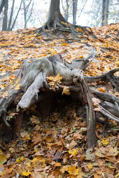 Korunmasız ağaç kökleri sonbahar yapraklarıyla kaplı bir orman zeminine uzanıyor. Sahne doğanın saf güzelliğini yakalıyor, toprak tonları ve mevsimsel değişim hissi ile..
