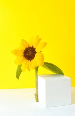 Kozmetik arka plan. Kübik beyaz podyum ve parlak ayçiçeği, parlak sarı bir zemin üzerine kurulmuş. Minimalist kompozisyon zıt dokuları ve kalın renk şemasını vurgular.