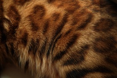 Leopar bengal kedi kürkünün detaylı bir görüntüsü. Karmaşık desenleri ve paltosunun sıcak ve zengin renklerini gösteriyor. Doğa, vahşi yaşam ve hayvan dokusu projeleri için mükemmel. Bulanık arkaplan.