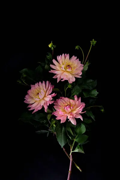 Pembe, sarı ve turuncu renkler de dahil olmak üzere renkli yıldız çiçekleri koyu siyah bir arkaplan üzerine kurulmuştur. Canlı renkler ve doğal yeşillik büyüleyici bir kontrast yaratır. Huysuz bitki.