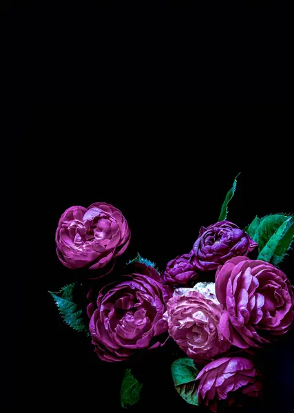 Huysuz çiçekler. Siyah arka planda güller mor. Bulanık ve seçici odaklanma. Gösterişsiz fotoğraf. Boşluğu kopyala