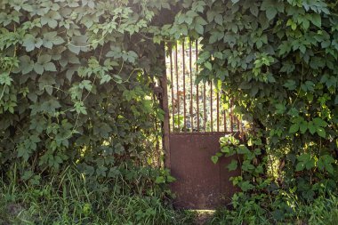 Kalın yeşil yapraklı bitkiler tarafından kısmen gizlenmiş eski metal bir kapı. Geçit güneşli bir bahçe alanına açılıyor, sakin ve tenha bir atmosfer yaratıyor..