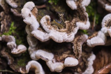 A detailed close-up of unique fungi growing among moss on a forest floor, showcasing nature's intricate textures and forms. clipart