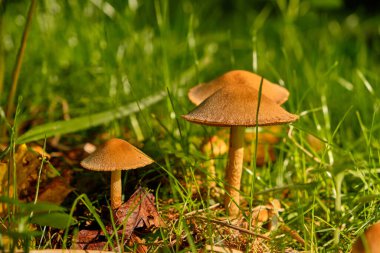 Vahşi mantarların yakın plan çekimi ormandaki yosunlu topraktan filizlenen sahte bal, güneş ışığıyla yıkanan. Canlı yeşil yapraklar doğal ve huzurlu bir atmosfer ekler..