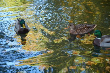Üç ördek, sonbahar yaprakları ve renkli yansımalarıyla sakin bir gölette yüzerler. Sonbaharın canlı renkleri huzur sahnesine sıcaklık katar.