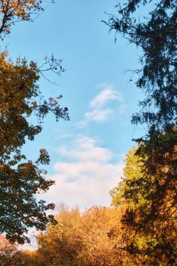 Güzel sonbahar ormanı, mavi gökyüzü ve beyaz bulutlar. Güneşli bir gün.