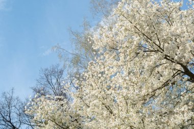 Close-up of white magnolia salicifolia flowers of a green spring park. blur and selective focus. Copy space clipart