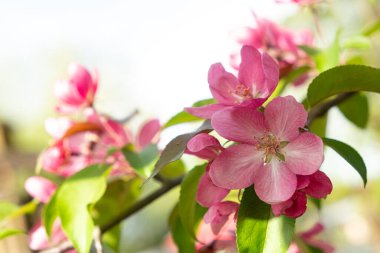 Güzel pembe çiçek açan elma ağacı Malus floribunda canlı yeşil yapraklar ve yumuşak doğal ışıkla dolu bir ağaç dalında çiçek açar. Bahar temalı tasarımlar ve doğa fotoğrafçılığı için ideal.