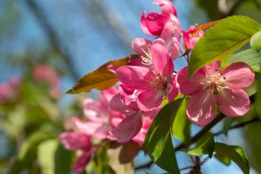 Çiçek açan elma ağacının pembe çiçeklerini kapat. Ön planda bulanıklık. Yumuşak odaklanma. İlkbahar