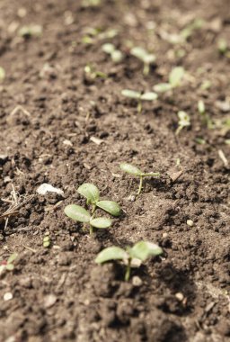 Bereketli topraklarda yetişen küçük yeşil lahanaların yakın plan görüntüsü. Eski moda estetik. Büyümeyi, tarımı ve zamansız yenilenmeyi temsil eder. Bulanık önplan 