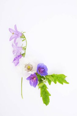 Mor çan çiçekleri, beyaz gelincik ve menekşe sardunyası da dahil olmak üzere kır çiçeklerinin sade ve zarif bir kompozisyonu, temiz beyaz bir arkaplanda düzenlenmiştir. Doğa ve çiçek teması için mükemmel. Boşluğu kopyala 