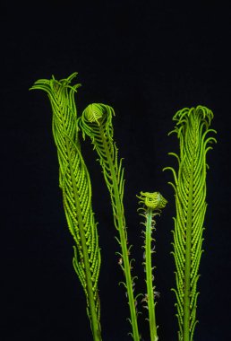 Üç genç eğreltiotu yaprağının yakın çekimi, biri siyah arka plana karşı açılmaya başlıyor. Parlak yeşil doku ve kıvrımlı yapraklar çarpıcı bir doğal bileşim oluşturur.. 